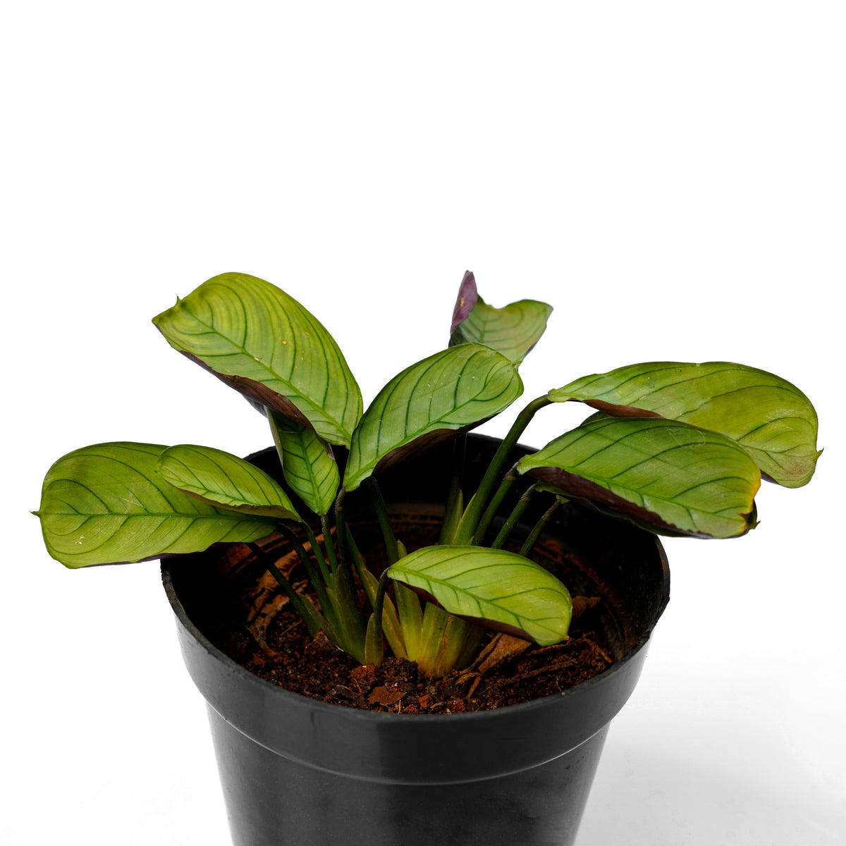 Calathea Mini - a Low Light Indoor Plant