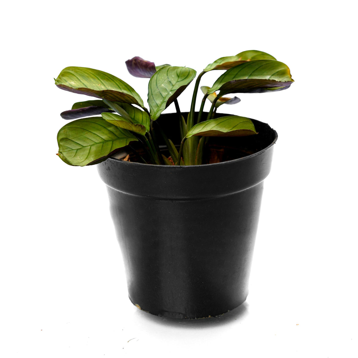 Calathea Mini - a Low Light Indoor Plant