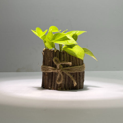 Upcycled Plastic Bottle Planter | Planter with Plant combo | Money Plant