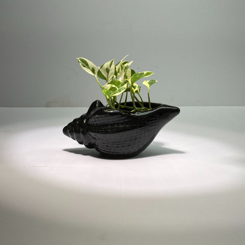 Shanku (Conch-Shaped) Ceramic Planter with Money Planter | Ceramic Planter with Money Plant