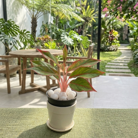 Aglaonema ‘Lipstick’ – Red Edge Chinese Evergreen