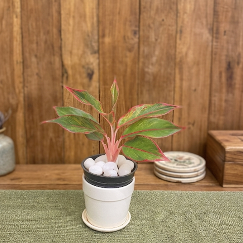 Aglaonema ‘Lipstick’ – Red Edge Chinese Evergreen