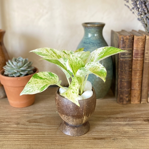 Coconut Shell Planter with Variegated Money Plant | Eco-Friendly Indoor Plant Gift | Handmade Natural Planter