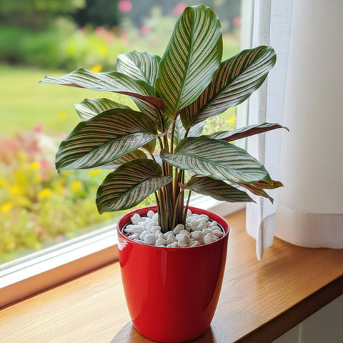 Calathea Ornata | Pinstripe Calathea Indoor Plant