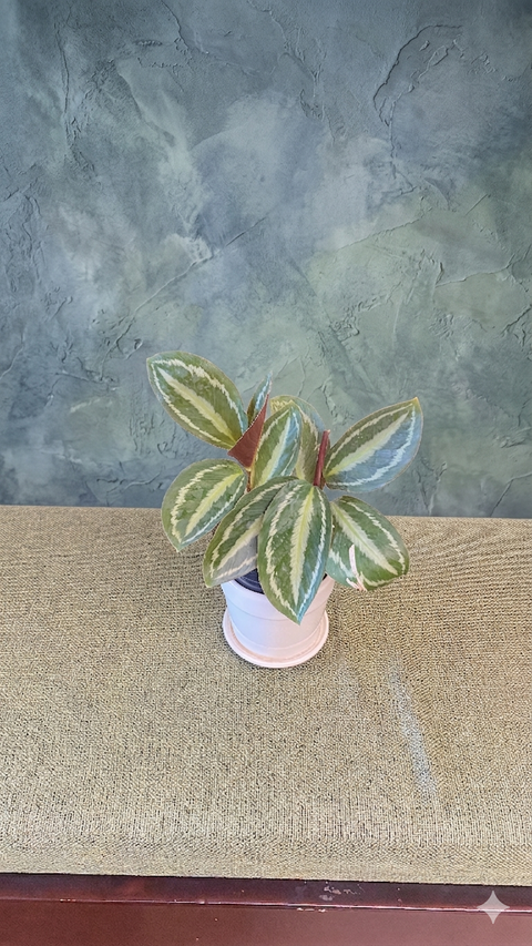 Emerald Green Calathea plant - Calathea Medallion