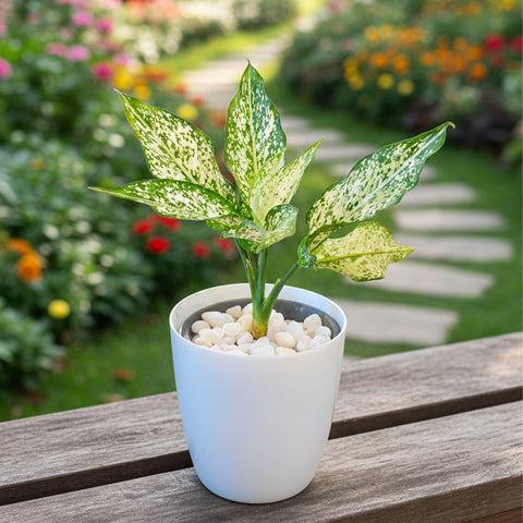 Aglaonema White | Buy Live Plants