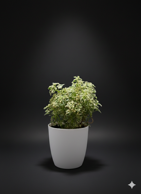 Aralia plant | Variegated White Aralia Mini Plant