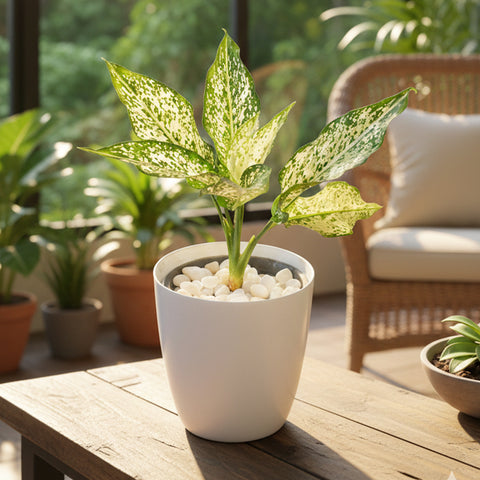Aglaonema White | Buy Live Plants
