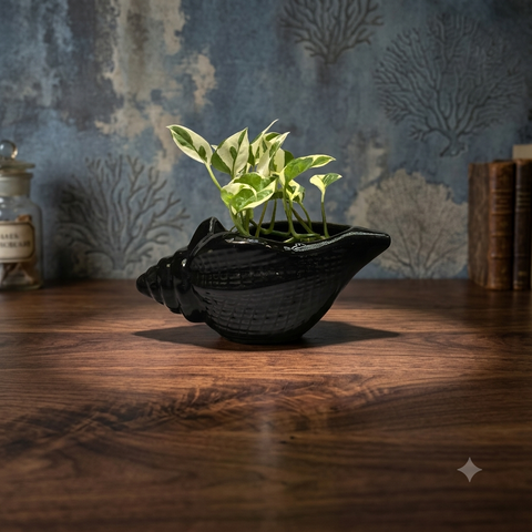 Shanku (Conch-Shaped) Ceramic Planter with Money Planter | Ceramic Planter with Money Plant