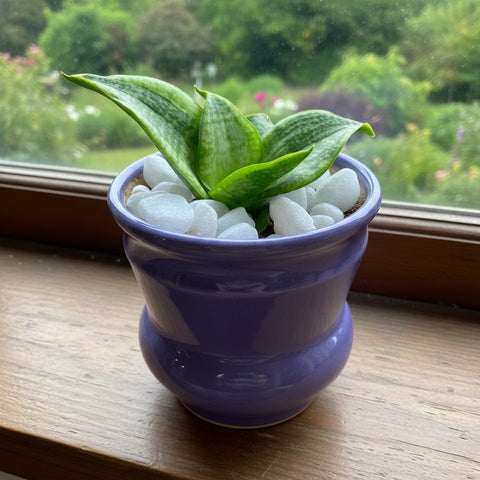 Snake Plant (Sansevieria) | Air-Purifying Indoor Plant | Low Maintenance