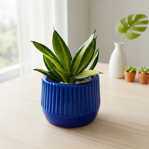 Snake Plant (Sansevieria) | Air-Purifying Indoor Plant | Low Maintenance