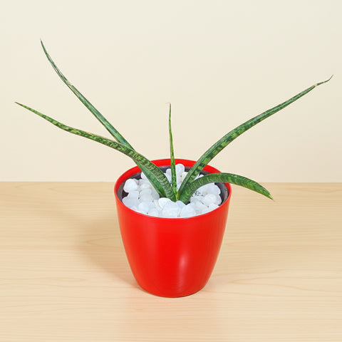 Snake Plant (Sansevieria) | Air-Purifying Indoor Plant | Low Maintenance