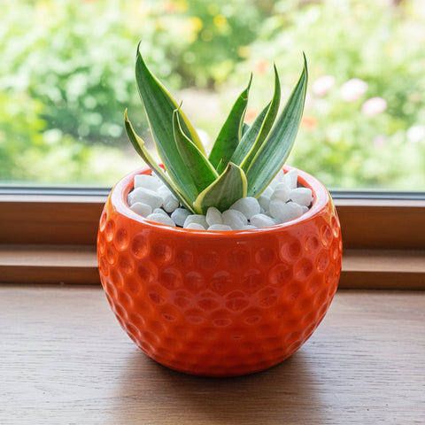 Snake Plant (Sansevieria) | Air-Purifying Indoor Plant | Low Maintenance