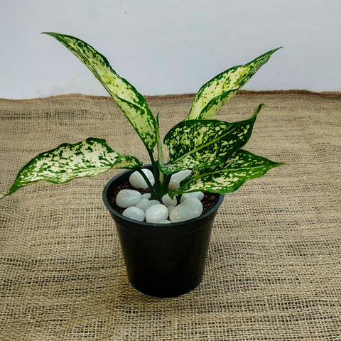 Aglaonema White | Buy Live Plants