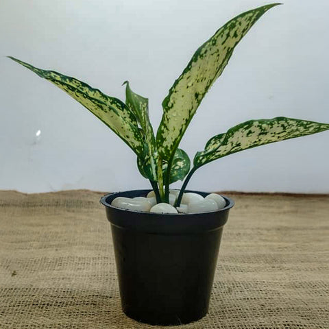Aglaonema White | Buy Live Plants