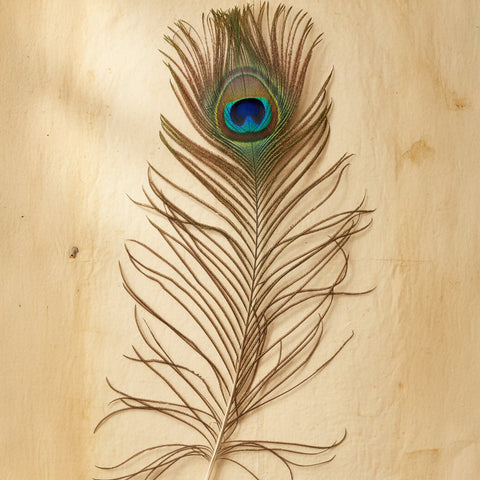 Natural Peacock Feather | Sacred Decor & Craft Use