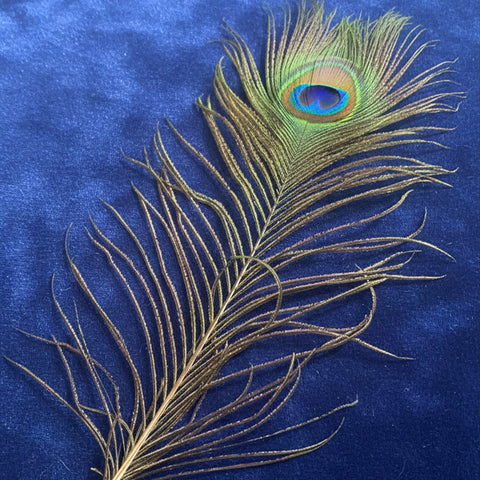 Natural Peacock Feather | Sacred Decor & Craft Use