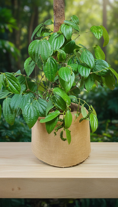 Pepper Plant – Fresh, Organic Peppers at Home
