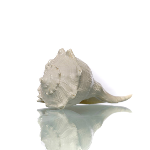 Valampiri Shankh Small | Blowing Conch Shell for Pooja