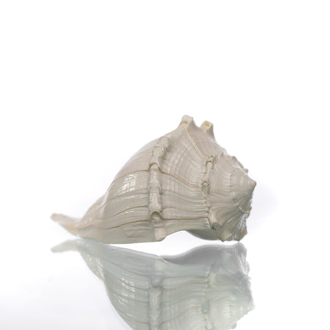 Valampiri Shankh Small | Blowing Conch Shell for Pooja