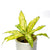 aglaonema-yellow-plant