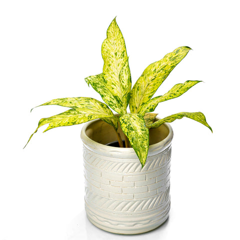aglaonema-yellow-plants