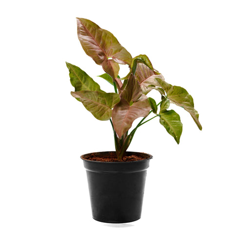Pleasing Syngonium Rose Indoor Plant