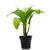 aglaonema-green-live-plant