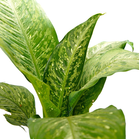 aglaonema-green-plant