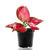 aglaonema-red-plant