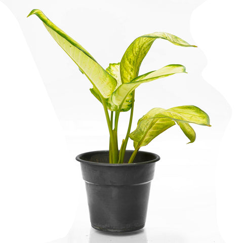 aglaonema-white-plant