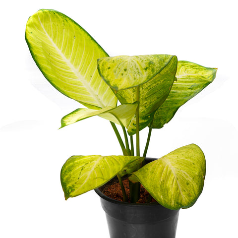 aglaonema-white 