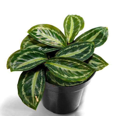 calathea-medallion-live-plant