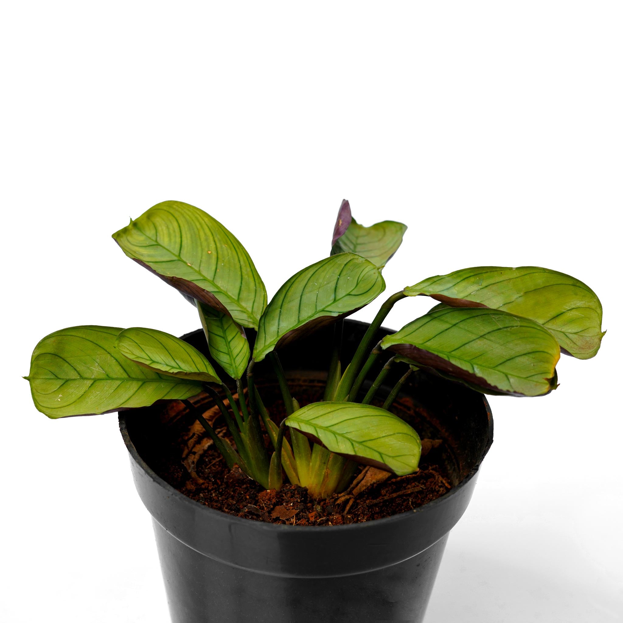 Calathea Mini - a Low Light Indoor Plant