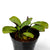 Most Beautiful Low Light Plant – Calathea Mini