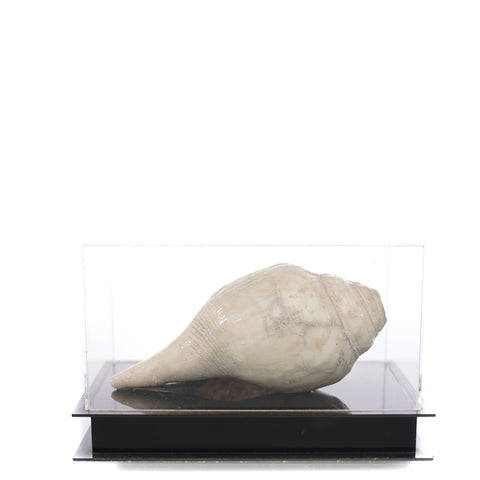 conch shell in acrylic box