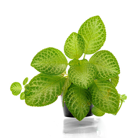 episcia-yellow-flower-plant