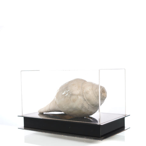 Idampiri shankh in acrylic box