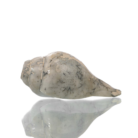 small natural conch shells, idampiri conch shells