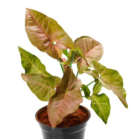 Pleasing Syngonium Rose Indoor Plant